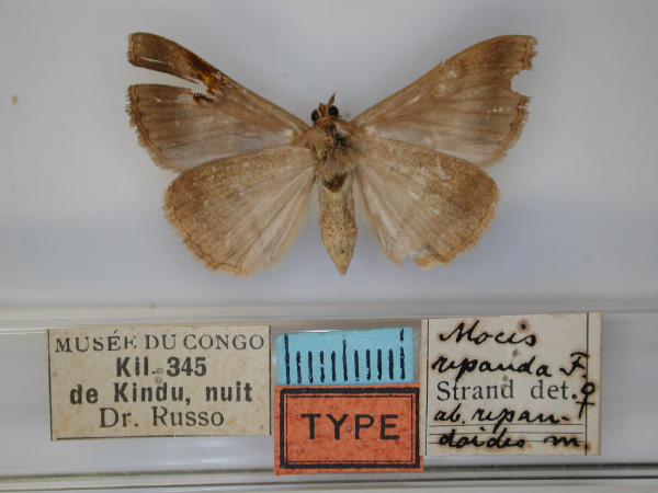 /filer/webapps/moths/media/images/R/repandoides_Mocis_HT_RMCA_02.jpg