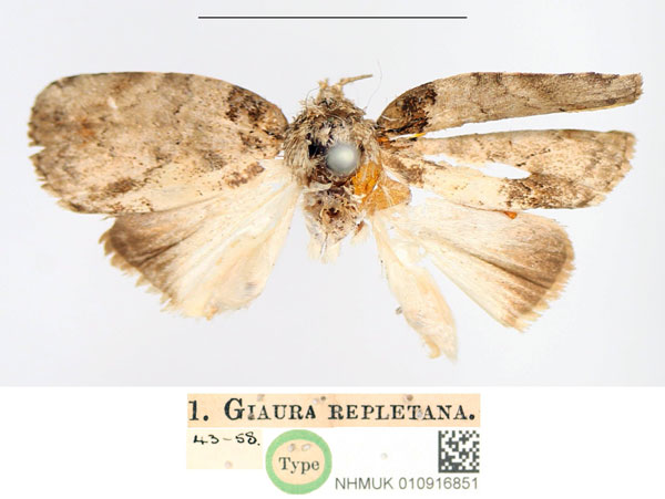 /filer/webapps/moths/media/images/R/repletana_Giaura_HT_NHMUK.jpg