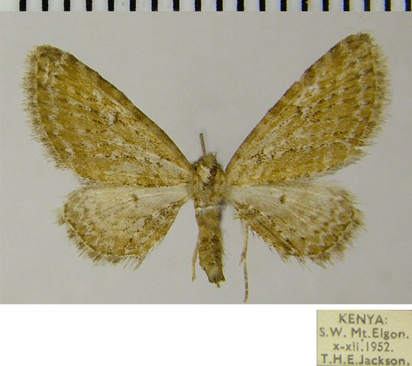 /filer/webapps/moths/media/images/R/resarta_Eupithecia_AF_ZSM.jpg
