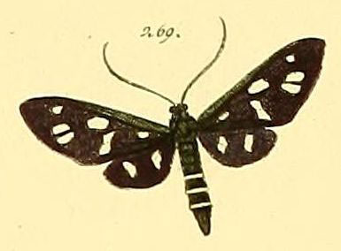 /filer/webapps/moths/media/images/R/resecta_Ceryx_HT_HS_73_269.jpg