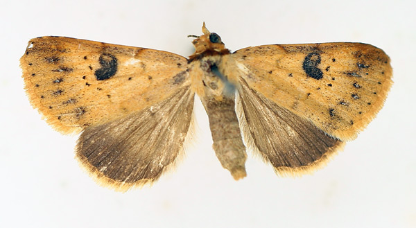 /filer/webapps/moths/media/images/R/resistens_Plecoptera_AF_TMSA_01.jpg