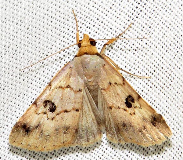 /filer/webapps/moths/media/images/R/resistens_Plecoptera_A_Braun_05.jpg