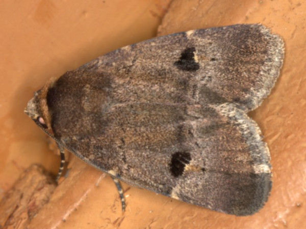/filer/webapps/moths/media/images/R/resistens_Plecoptera_A_Heyns..jpg