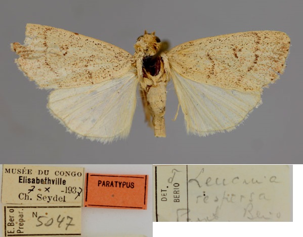 /filer/webapps/moths/media/images/R/respersa_Leucania_PT_RMCA_01.jpg