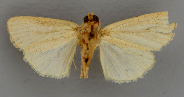 /filer/webapps/moths/media/images/R/respersa_Leucania_PT_RMCA_02.jpg