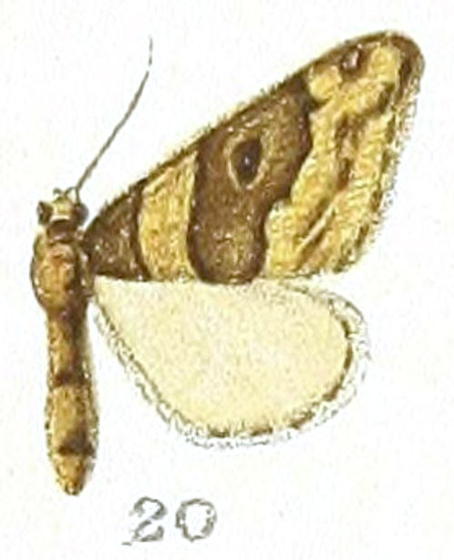 /filer/webapps/moths/media/images/R/respondens_Coenotephria_HT_Prout_1-20.jpg