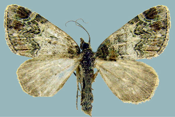 /filer/webapps/moths/media/images/R/respondens_Piercia_AF_Staude.jpg