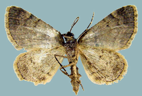 /filer/webapps/moths/media/images/R/respondens_Piercia_AM_Staudeb.jpg