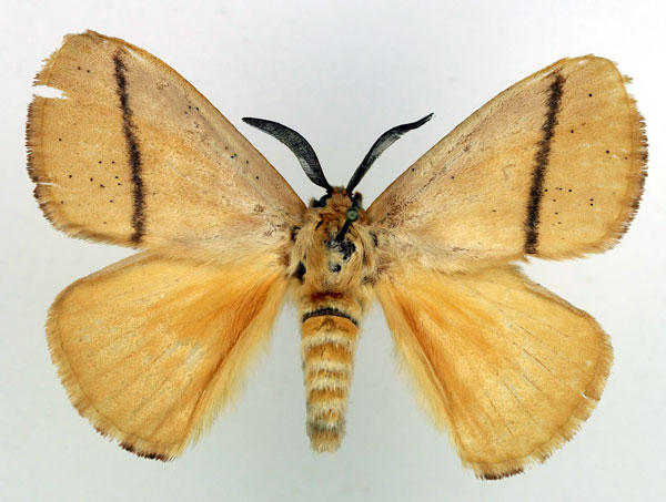/filer/webapps/moths/media/images/R/restricta_Chrysopoloma_AM_Basquin.jpg