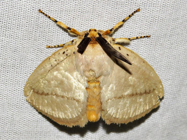 /filer/webapps/moths/media/images/R/restricta_Chrysopoloma_A_Braun.jpg