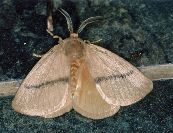 /filer/webapps/moths/media/images/R/restricta_Chrysopoloma_A_Roland_01.jpg