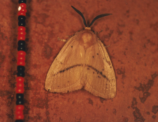 /filer/webapps/moths/media/images/R/restricta_Chrysopoloma_A_Roland_03.jpg