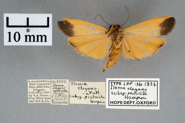 /filer/webapps/moths/media/images/R/restricta_Ilema_ST_OUMNH_02.jpg