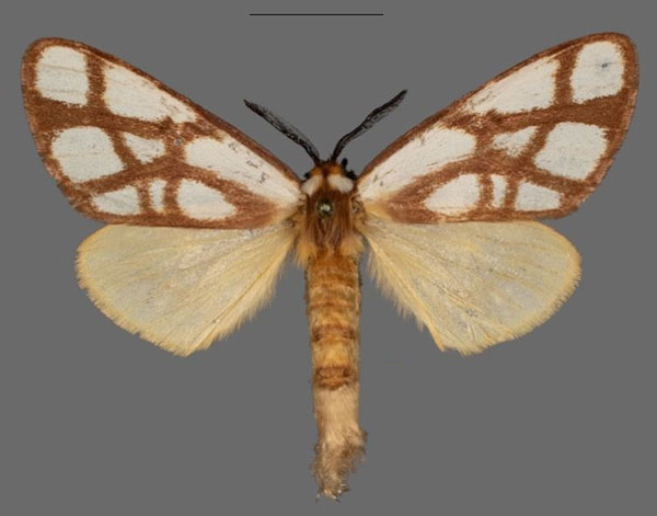 /filer/webapps/moths/media/images/R/reticulata_Anaphe_AF_Mueller.jpg