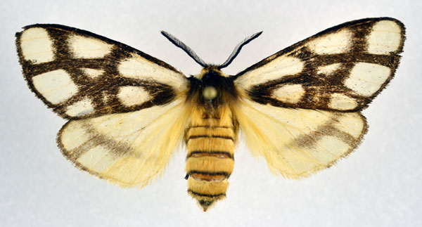 /filer/webapps/moths/media/images/R/reticulata_Anaphe_AF_NHMO.jpg
