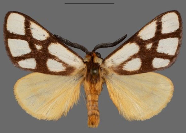 /filer/webapps/moths/media/images/R/reticulata_Anaphe_AM_Mueller_02.jpg