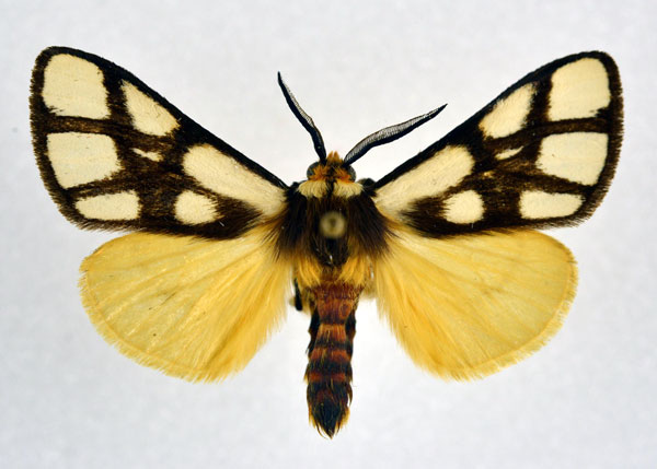 /filer/webapps/moths/media/images/R/reticulata_Anaphe_AM_NHMO.jpg