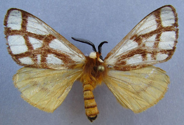 /filer/webapps/moths/media/images/R/reticulata_Anaphe_A_Baron_01.jpg