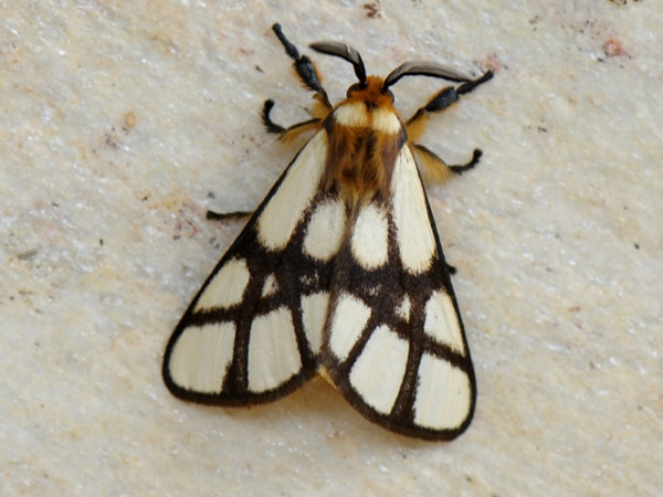 /filer/webapps/moths/media/images/R/reticulata_Anaphe_A_Bowen.jpg