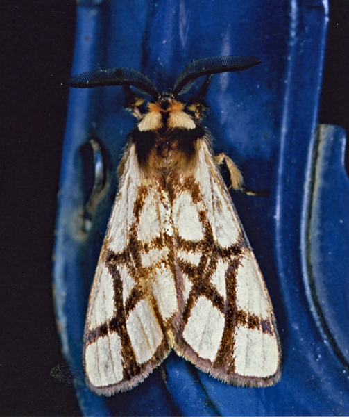 /filer/webapps/moths/media/images/R/reticulata_Anaphe_A_Roland_01.jpg