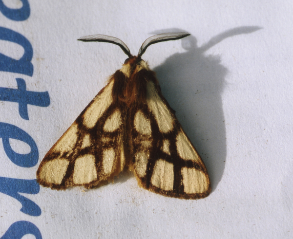 /filer/webapps/moths/media/images/R/reticulata_Anaphe_A_Roland_11.jpg