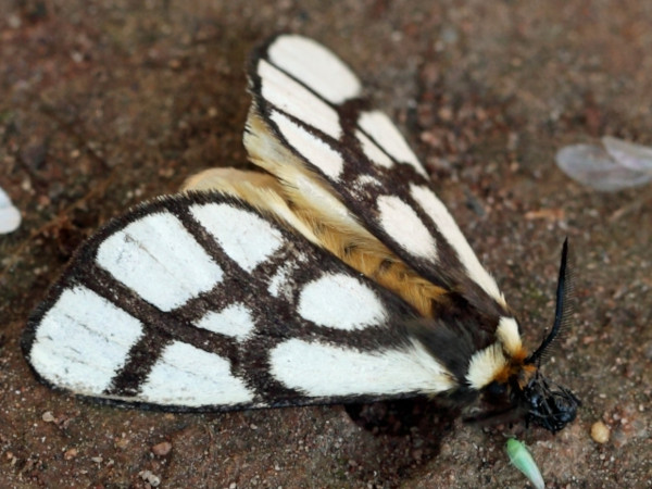 /filer/webapps/moths/media/images/R/reticulata_Anaphe_A_Voaden.jpg