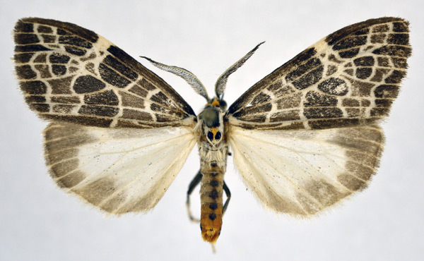 /filer/webapps/moths/media/images/R/reticulata_Galtara_AM_NHMO.jpg