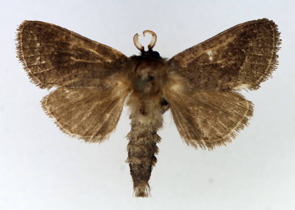 /filer/webapps/moths/media/images/R/reticulata_Lebedodes_AM_TMSA_01.jpg