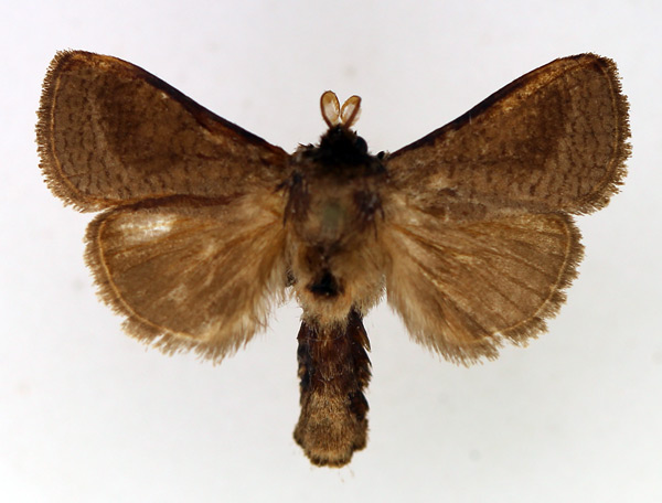 /filer/webapps/moths/media/images/R/reticulata_Lebedodes_AM_TMSA_02.jpg
