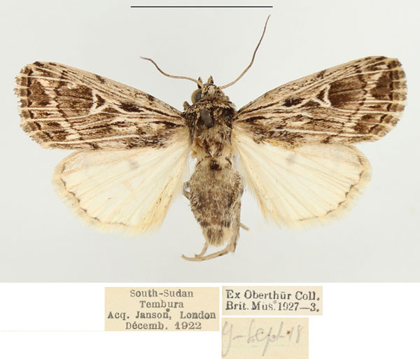 /filer/webapps/moths/media/images/R/reticulata_Leucania_AF_BMNH.jpg