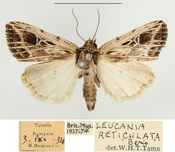/filer/webapps/moths/media/images/R/reticulata_Leucania_AM_BMNH_02.jpg