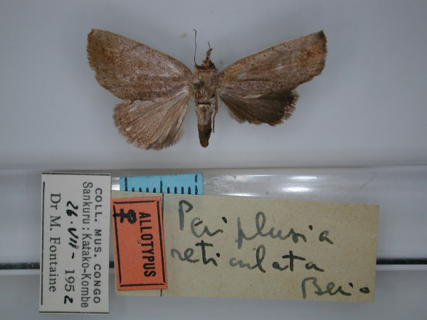 /filer/webapps/moths/media/images/R/reticulata_Periplsia_AT_RMCA_01.jpg