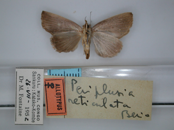 /filer/webapps/moths/media/images/R/reticulata_Periplsia_AT_RMCA_02.jpg