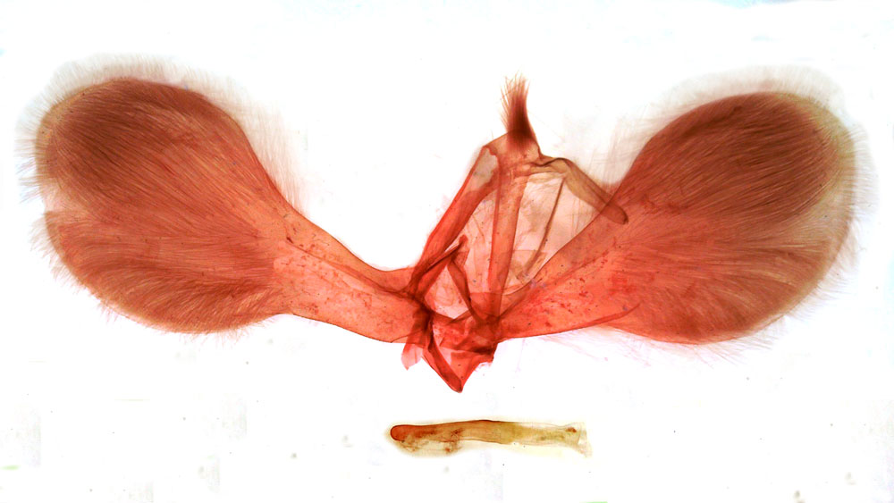/filer/webapps/moths/media/images/R/reticulata_Periplusia_GMPT_MSNM_3674.jpg