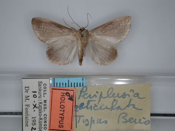 /filer/webapps/moths/media/images/R/reticulata_Periplusia_HT_RMCA_02.jpg