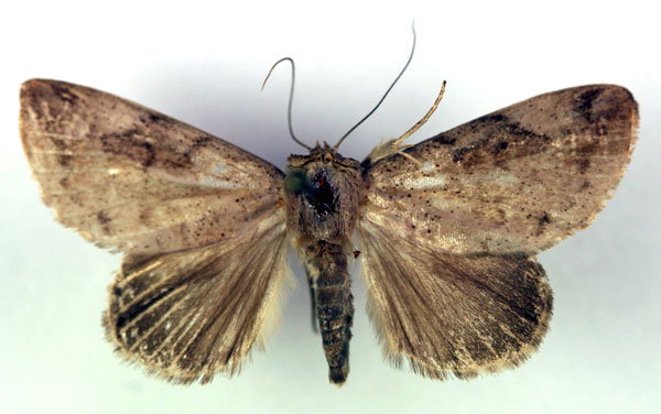 /filer/webapps/moths/media/images/R/reticulata_Periplusia_HT_RMCA_03.jpg