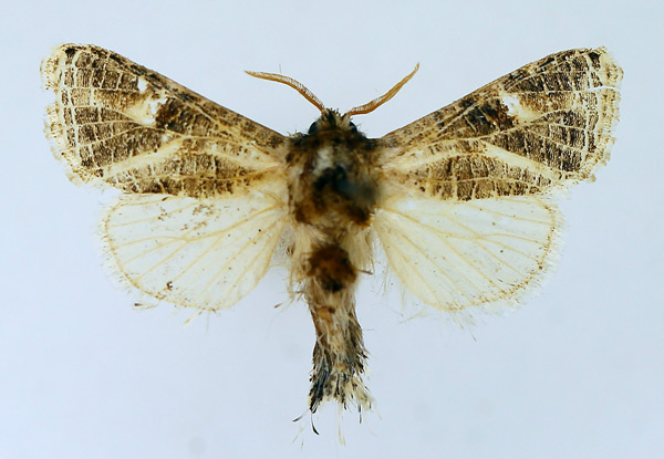 /filer/webapps/moths/media/images/R/reticulata_Salagena_AF_TMSA.jpg