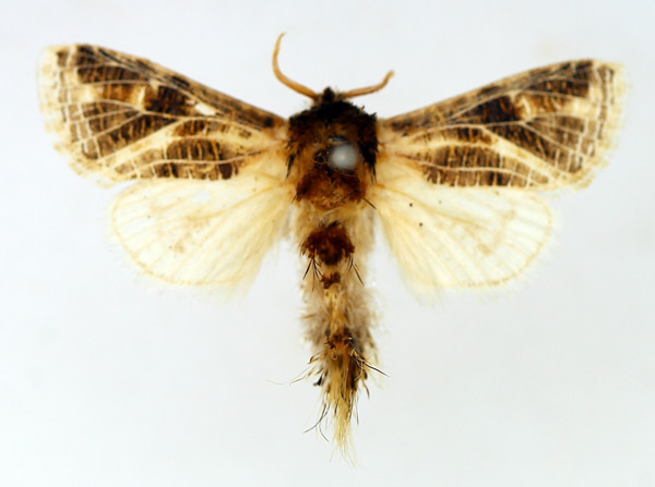 /filer/webapps/moths/media/images/R/reticulata_Salagena_AM_TMSA.jpg