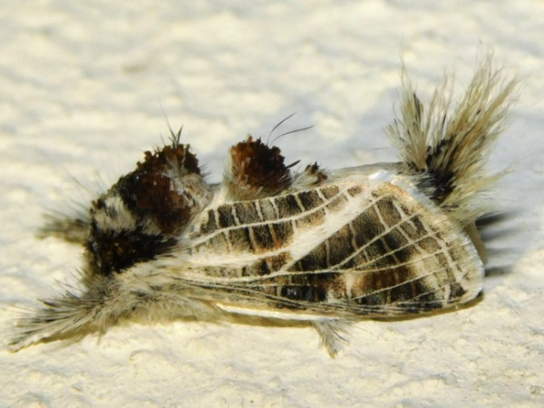 /filer/webapps/moths/media/images/R/reticulata_Salagena_A_Grobler.jpg