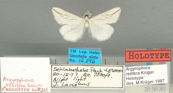 /filer/webapps/moths/media/images/R/retifera_Argyrophora_HT_TMSA.jpg
