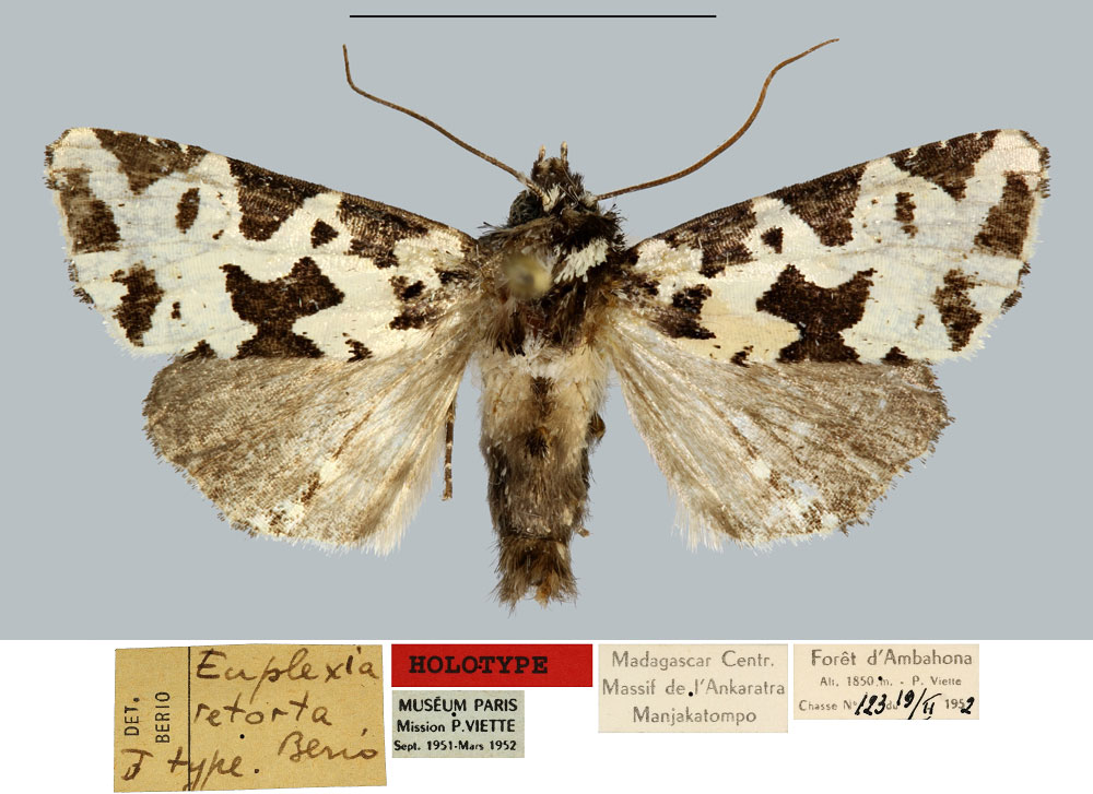 /filer/webapps/moths/media/images/R/retorta_Euplexia_HT_MNHN.jpg