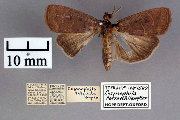 /filer/webapps/moths/media/images/R/retracta_Cosmophila_ST_OUMNH_01.jpg