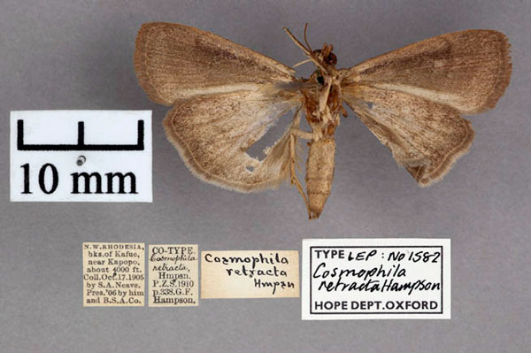 /filer/webapps/moths/media/images/R/retracta_Cosmophila_ST_OUMNH_02.jpg