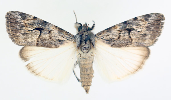 /filer/webapps/moths/media/images/R/retracta_Hypotacha_AF_TMSA_01.jpg