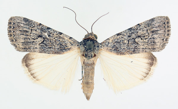 /filer/webapps/moths/media/images/R/retracta_Hypotacha_AF_TMSA_02.jpg