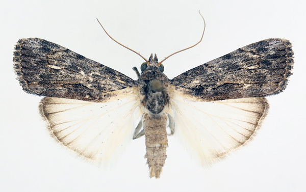 /filer/webapps/moths/media/images/R/retracta_Hypotacha_AM_TMSA_01.jpg