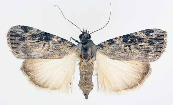/filer/webapps/moths/media/images/R/retracta_Hypotacha_AM_TMSA_02.jpg