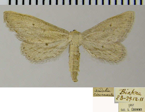 /filer/webapps/moths/media/images/R/retracta_Scopula_AF_ZSM.jpg