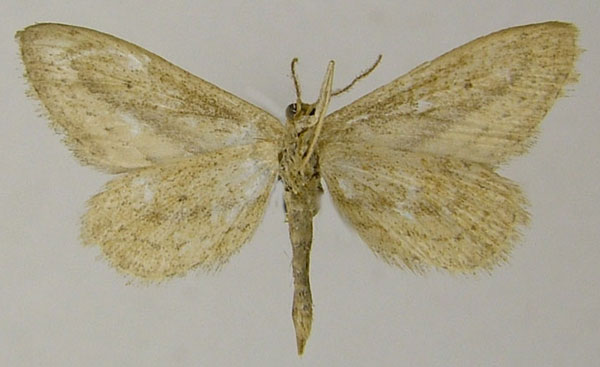 /filer/webapps/moths/media/images/R/retracta_Scopula_HT_ZSMb.jpg