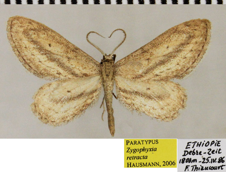/filer/webapps/moths/media/images/R/retracta_Scopula_PTM_ZSM.jpg